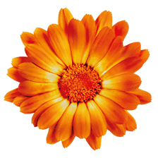 Calendula Kräutergarten Jobs